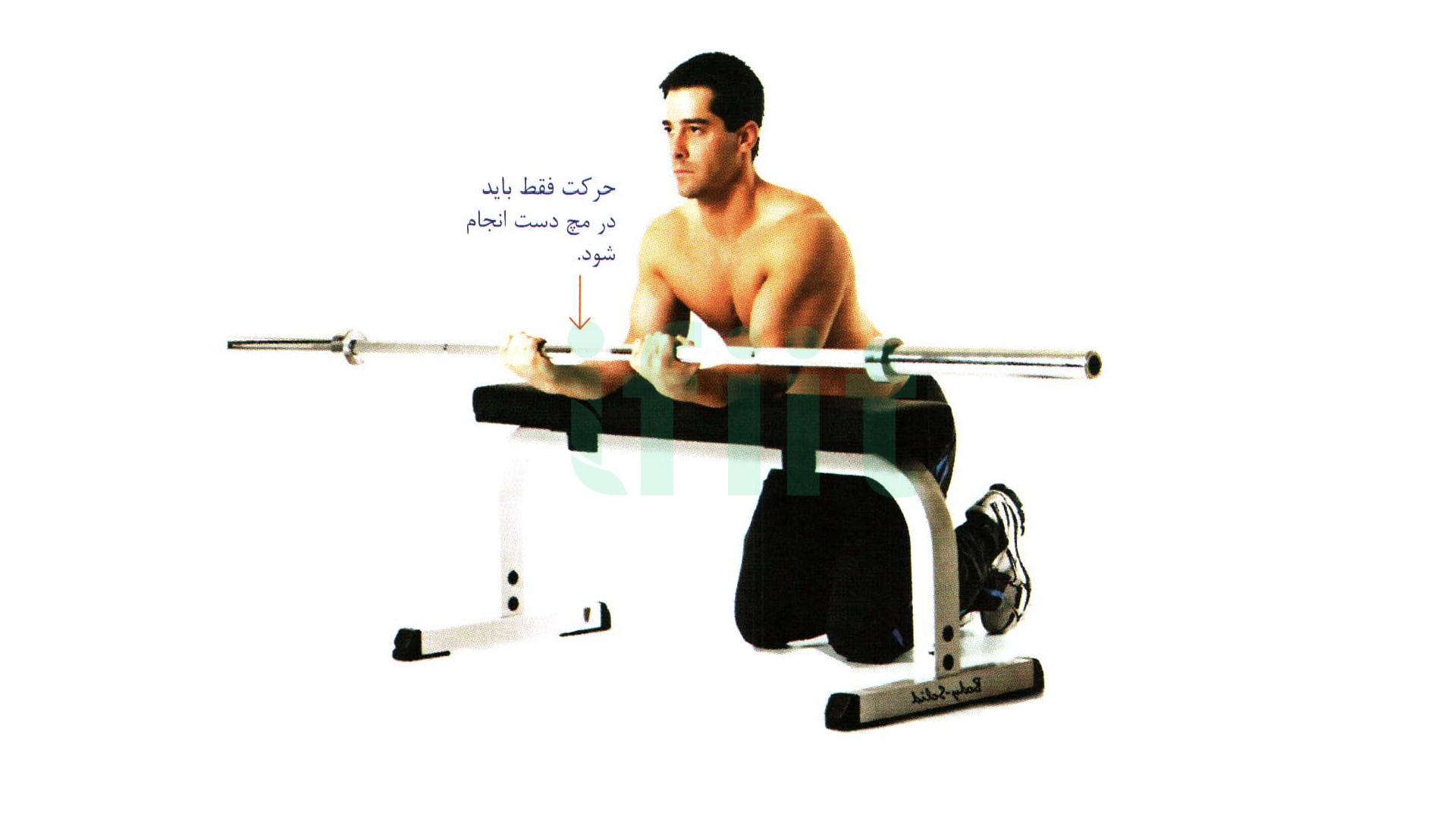 دوره جلو ساعد هالتر  در تمرینت