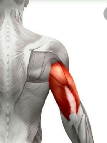دوره برنامه عمومی پشت بازو (triceps)- در منزل در تمرینت